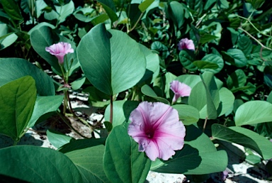 APII jpeg image of Ipomoea pes-caprae subsp. brasiliensis  © contact APII