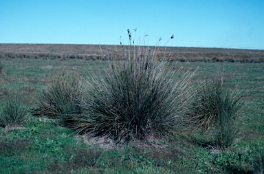 APII jpeg image of Juncus acutus  © contact APII