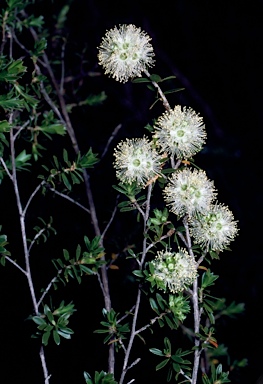 APII jpeg image of Kunzea bracteolata  © contact APII