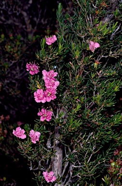 APII jpeg image of Kunzea pauciflora  © contact APII