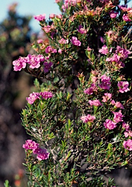 APII jpeg image of Kunzea pauciflora  © contact APII