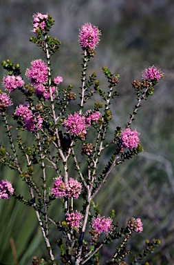 APII jpeg image of Kunzea recurva  © contact APII