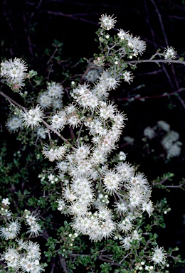 APII jpeg image of Kunzea badjaensis  © contact APII