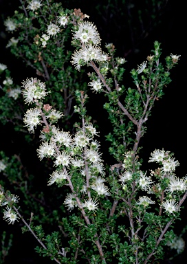 APII jpeg image of Kunzea 'Badja Carpet'  © contact APII