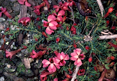 APII jpeg image of Lechenaultia formosa  © contact APII