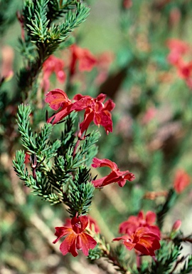 APII jpeg image of Lechenaultia laricina x formosa  © contact APII