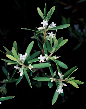 APII jpeg image of Leucopogon muticus  © contact APII