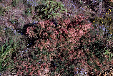 APII jpeg image of Leucopogon propinquus  © contact APII