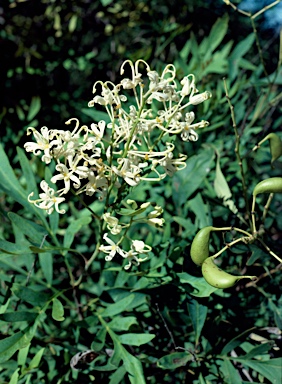 APII jpeg image of Lomatia silaifolia  © contact APII