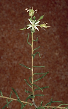 APII jpeg image of Lepidium leptopetalum  © contact APII