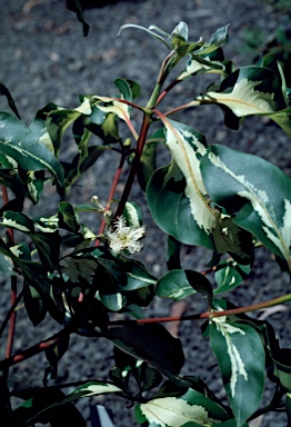 APII jpeg image of Lophostemon confertus 'Variegata'  © contact APII