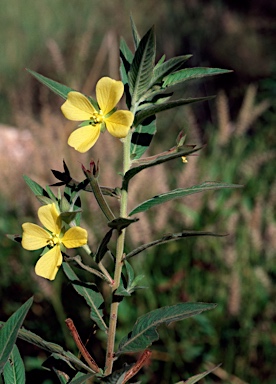 APII jpeg image of Ludwigia octovalvis  © contact APII