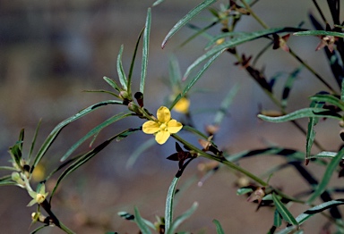 APII jpeg image of Ludwigia perennis  © contact APII