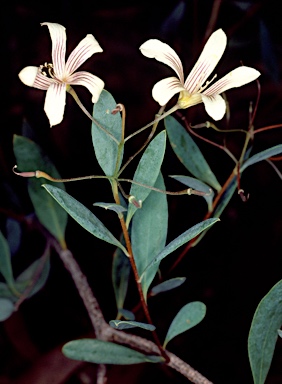 APII jpeg image of Marianthus bicolor  © contact APII