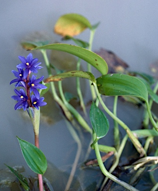 APII jpeg image of Pontederia cyanea  © contact APII