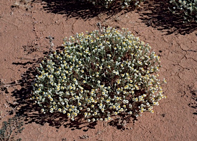 APII jpeg image of Myriocephalus rudallii  © contact APII