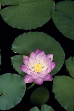 APII jpeg image of Nymphaea gigantea  © contact APII