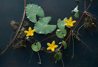 APII jpeg image of Nymphoides crenata  © contact APII