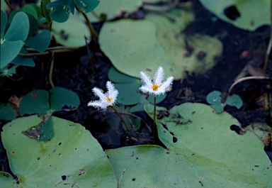 APII jpeg image of Nymphoides indica  © contact APII