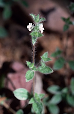 APII jpeg image of Nelsonia campestris  © contact APII