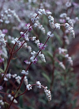 APII jpeg image of Newcastelia cladotricha  © contact APII