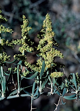 APII jpeg image of Chenopodium nitrariaceum  © contact APII