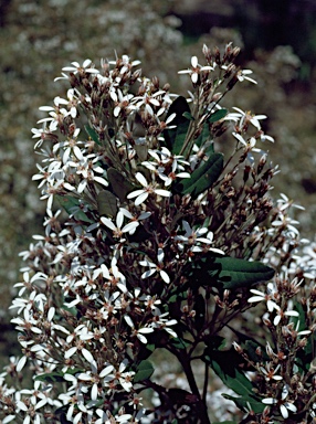 APII jpeg image of Olearia oppositifolia  © contact APII