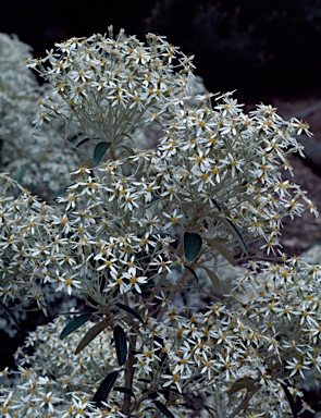 APII jpeg image of Olearia megalophylla  © contact APII