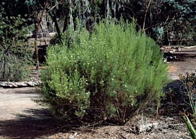 APII jpeg image of Olearia passerinoides  © contact APII