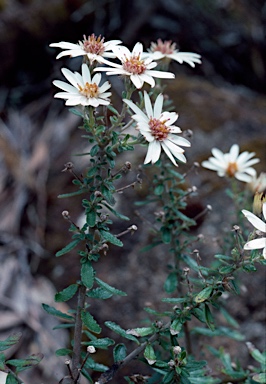 APII jpeg image of Olearia phlogopappa subsp. subrepanda  © contact APII