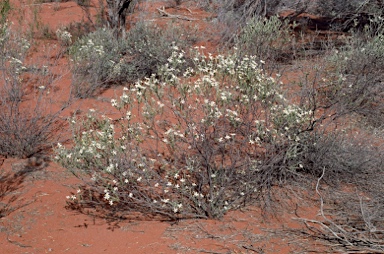 APII jpeg image of Olearia pimeleoides  © contact APII