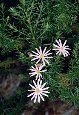 APII jpeg image of Olearia tenuifolia  © contact APII