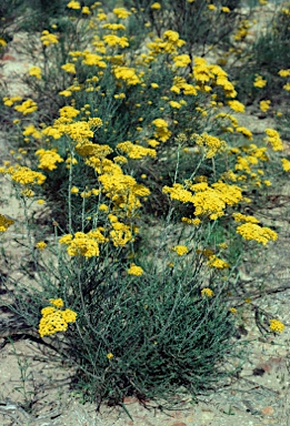 APII jpeg image of Ozothamnus diotophyllus  © contact APII