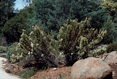 APII jpeg image of Ozothamnus ericifolius  © contact APII