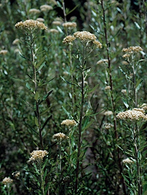 APII jpeg image of Ozothamnus ferrugineus  © contact APII