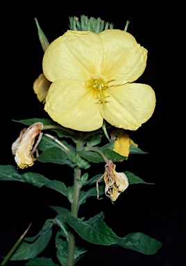 APII jpeg image of Oenothera glazioviana  © contact APII