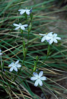 APII jpeg image of Orthrosanthus multiflorus  © contact APII