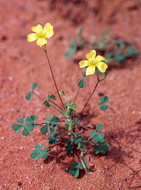 APII jpeg image of Oxalis corniculata  © contact APII