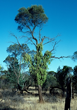 APII jpeg image of Parsonsia eucalyptophylla  © contact APII