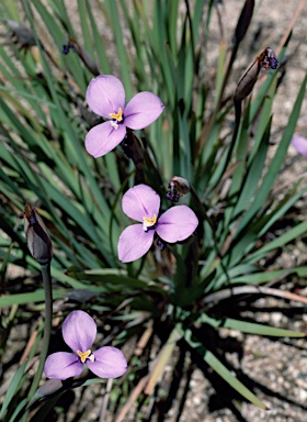 APII jpeg image of Patersonia occidentalis  © contact APII