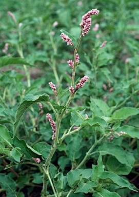 APII jpeg image of Persicaria orientalis  © contact APII