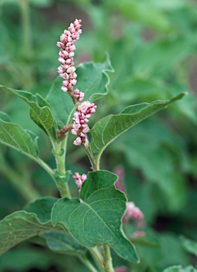 APII jpeg image of Persicaria orientalis  © contact APII