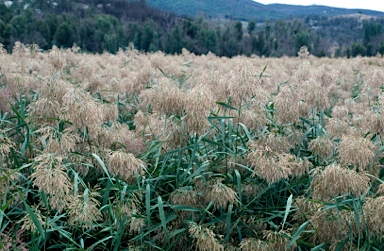 APII jpeg image of Phragmites australis  © contact APII