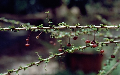 APII jpeg image of Phyllanthus microcladus  © contact APII