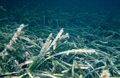 APII jpeg image of Posidonia australis  © contact APII