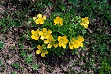 APII jpeg image of Ranunculus niphophilus  © contact APII