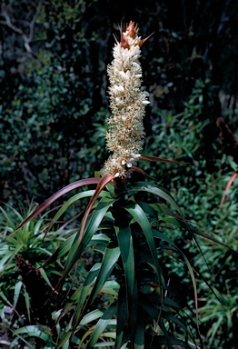 APII jpeg image of Richea dracophylla  © contact APII