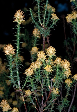 APII jpeg image of Richea procera  © contact APII