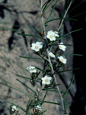 APII jpeg image of Ricinocarpos linearifolius  © contact APII