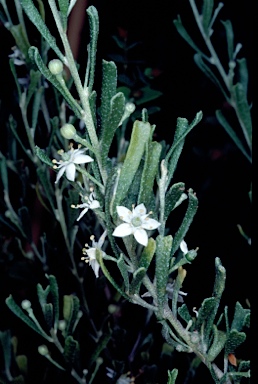 APII jpeg image of Rhadinothamnus rudis subsp. amblycarpus  © contact APII